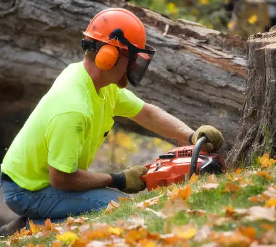 tree services Chimayo